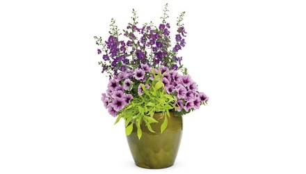 Így ültesd be káprázatos módon kültéri kaspóidat!